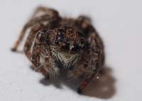Philaeus chrysops (Ragno saltatore)